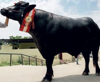 मुर्रा राँगा नेपाल आइपुग्न दुई महिना लाग्ने