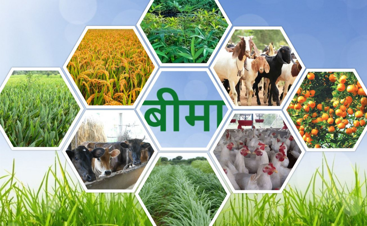 एक दशकमा कृषि बीमा अनुदान ६ अर्ब भुक्तानी