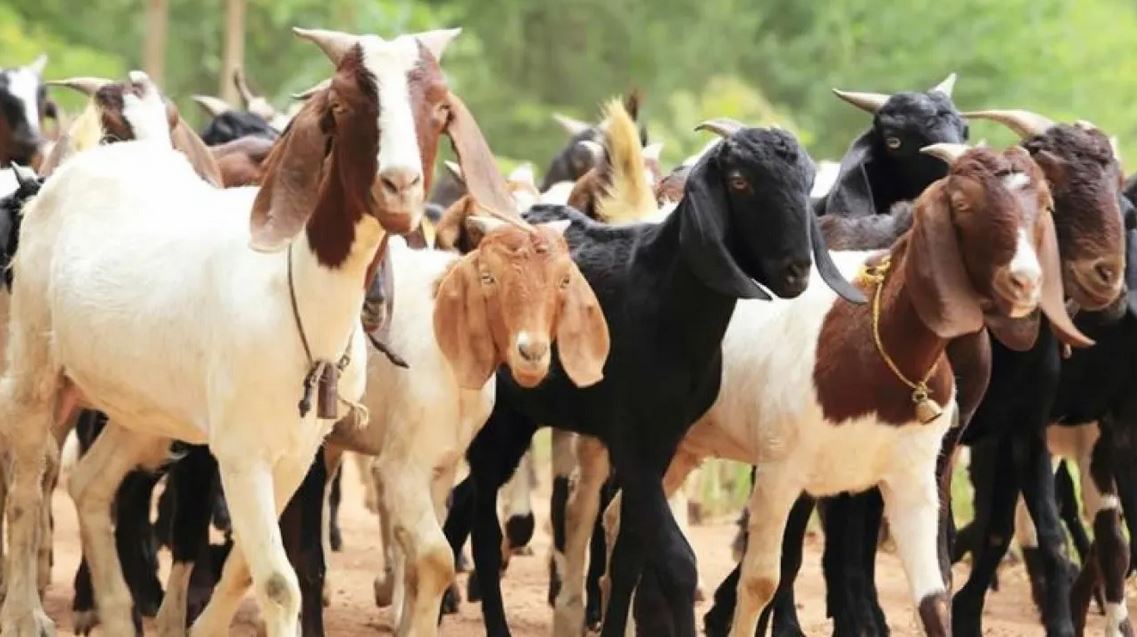 खाद्य कम्पनीले आजबाट खसीबोका बेच्दै