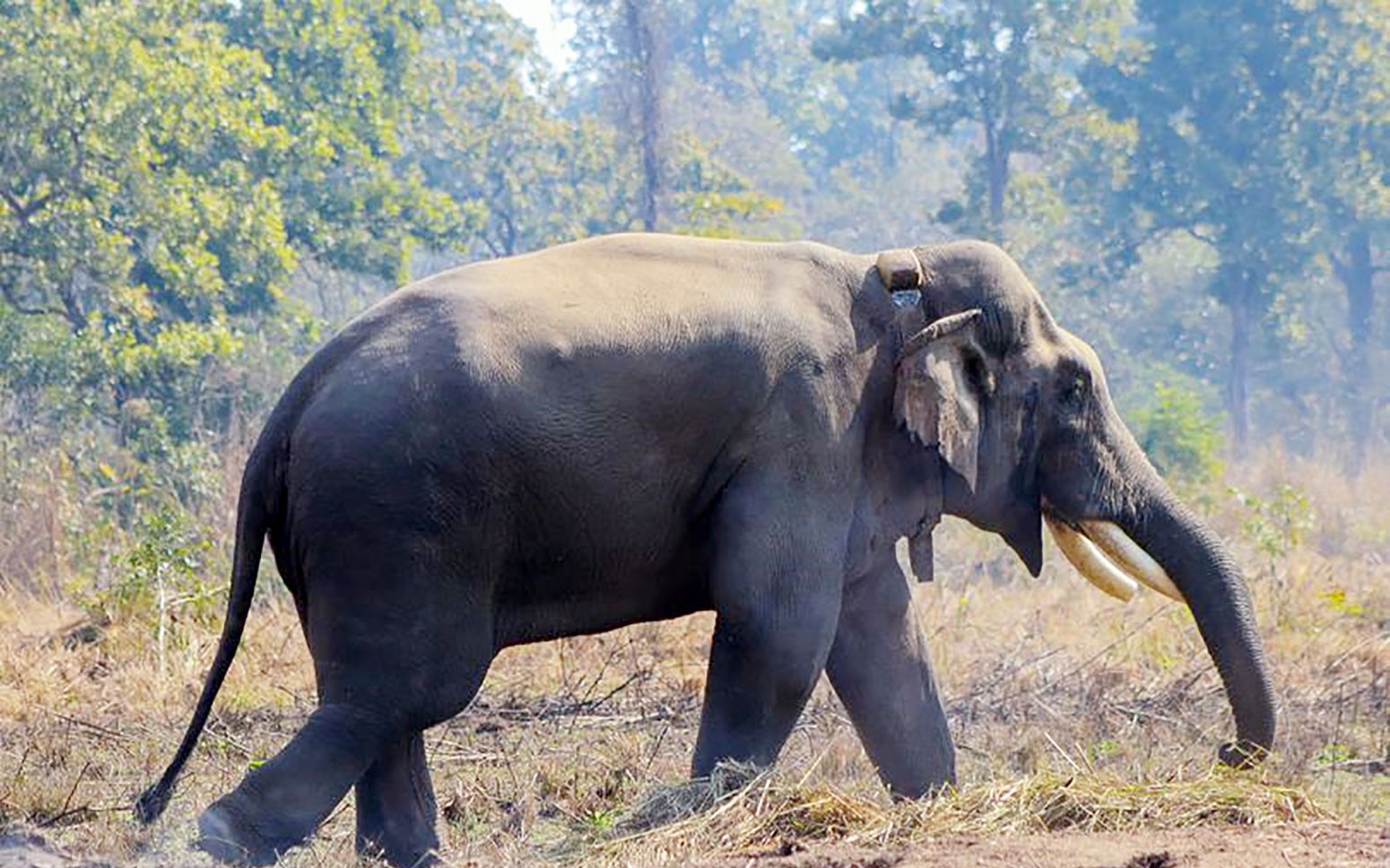 निकुञ्ज नजिकको मानव बस्तीमा ध्रुवेको आतंक, नियन्त्रणमा लिन रातभर टोली परिचालन