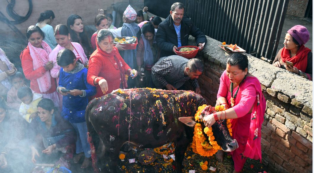 कार्तिक शुक्ल प्रतिपदाः गोरु, गोवर्द्धन र हलि पूजा