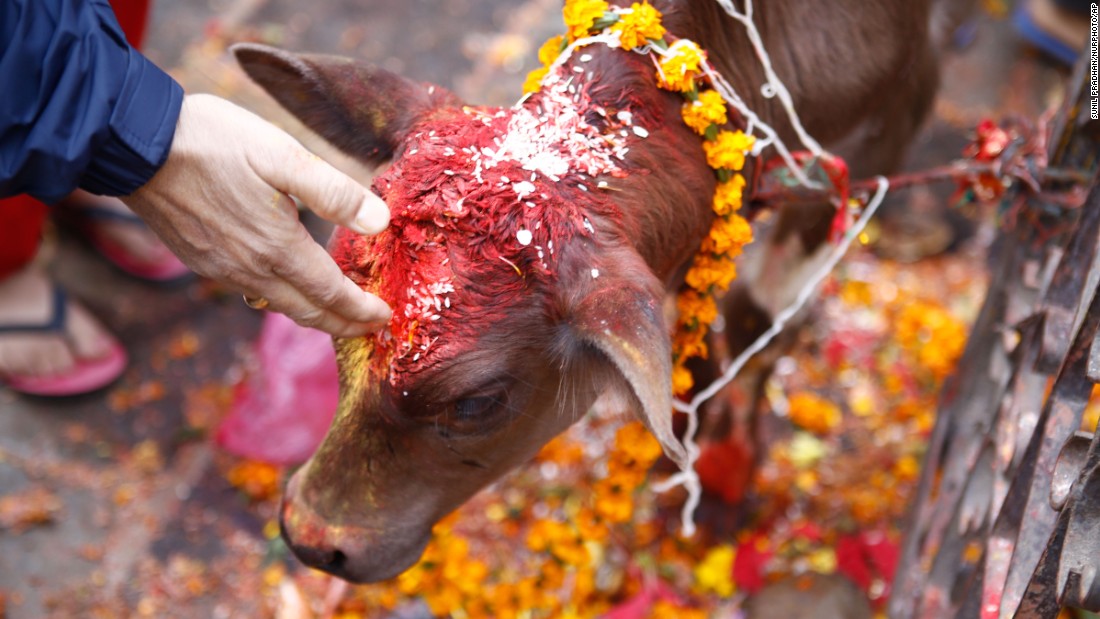 आज गाई पूजा