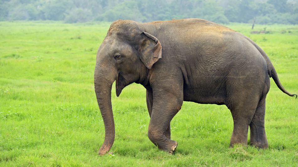 हात्तीको आक्रमणबाट झापामा अर्की एक महिलाको मृत्यु