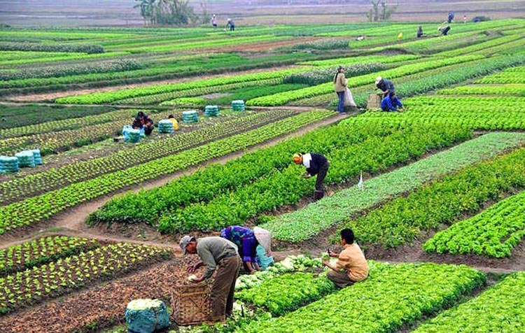 जग्गा स्वामित्वमा पुरुष र खेतीपातीमा महिला बढी