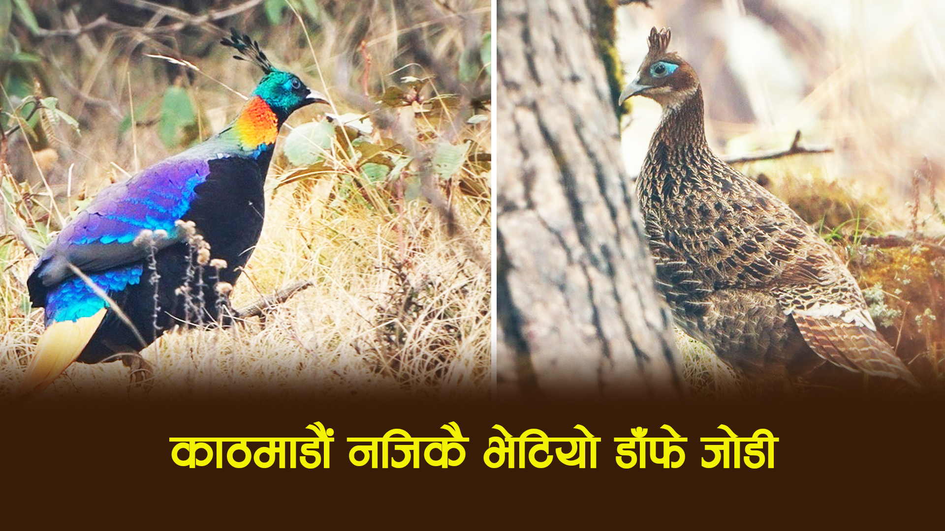 काठमाडौं नजिकै भेटियो डाँफे जोडी (तस्बिर सहित)