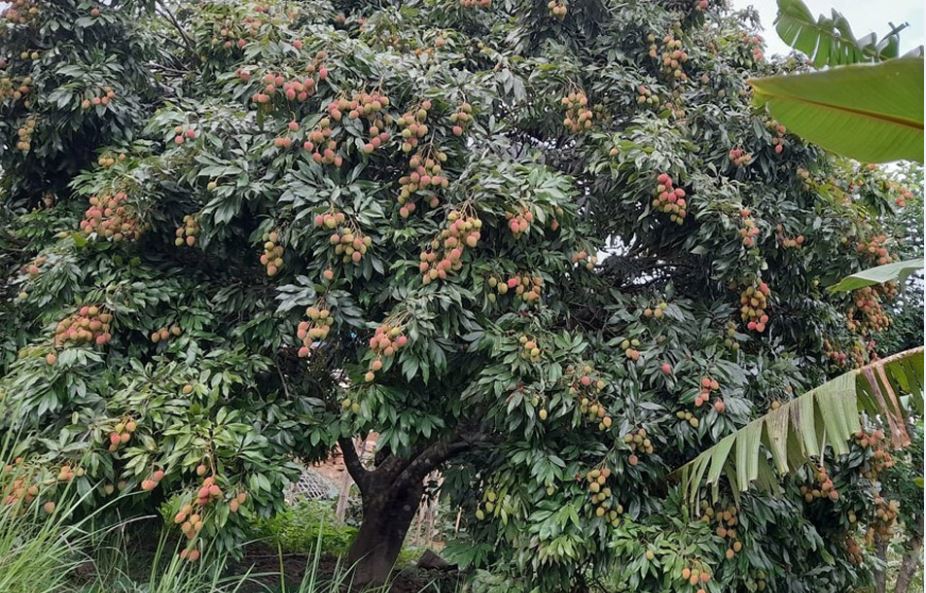 खोटाङको रावाबेँसी गाउँपालिकामा ७४ मेट्रिक टन लिच्ची उत्पादन
