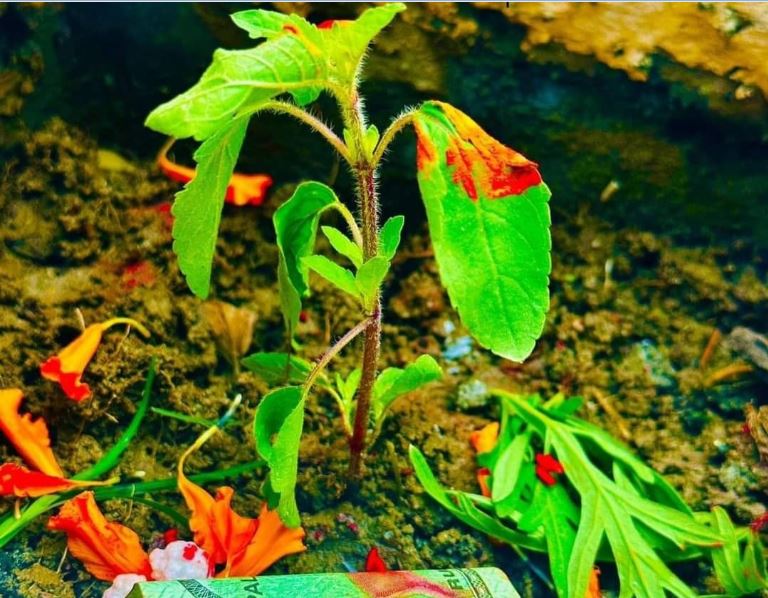आषाढ शुक्ल एकादशीः तुलसीको बिरुवा सारिँदै