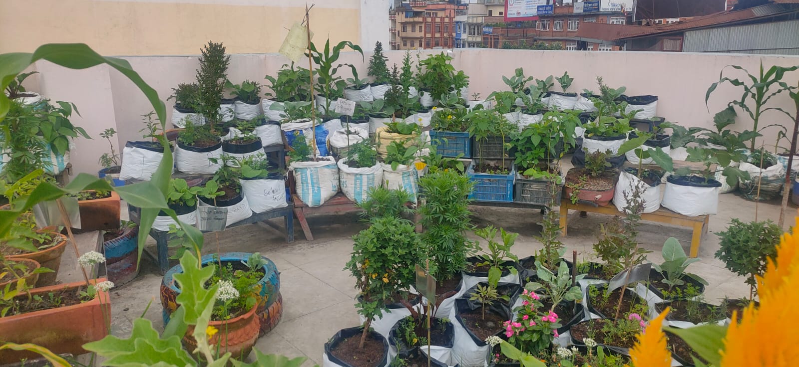 सहरी कृषि सम्बन्धी अध्ययनले संयुक्त राष्ट्रसंघको फ्युचर समिट २०२४ का लागि दृष्टिकोण दिने