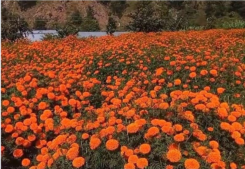 सयपत्री फूल बिक्री गरेर दुईलाख आम्दानी