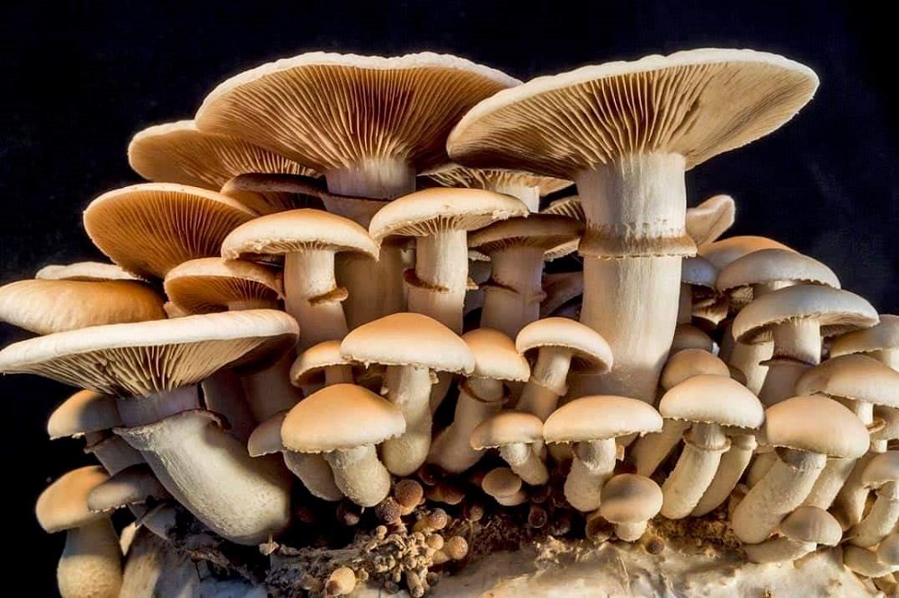 विषालु च्याउ खाँदा एकै परिवारका तीन जना बिरामी