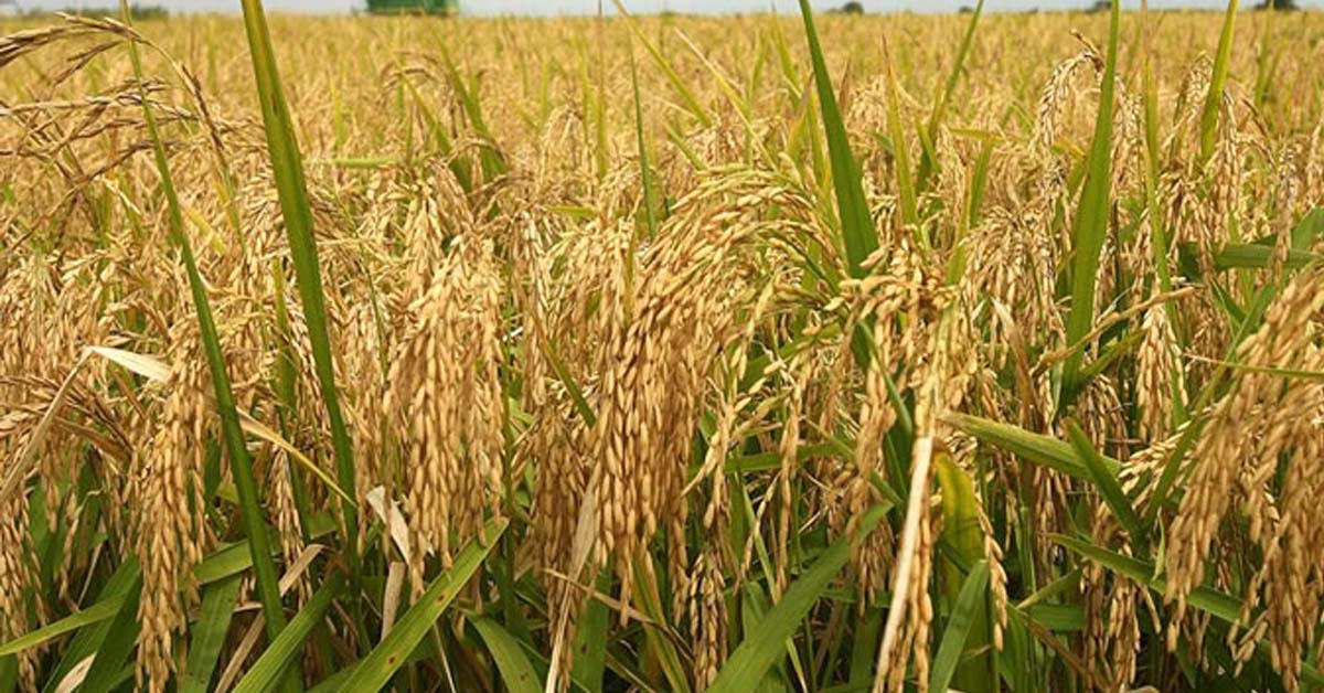 कात्तिक १० देखि १५ गतेसम्म मौसम बदली हुने, धान भित्र्याउन आग्रह