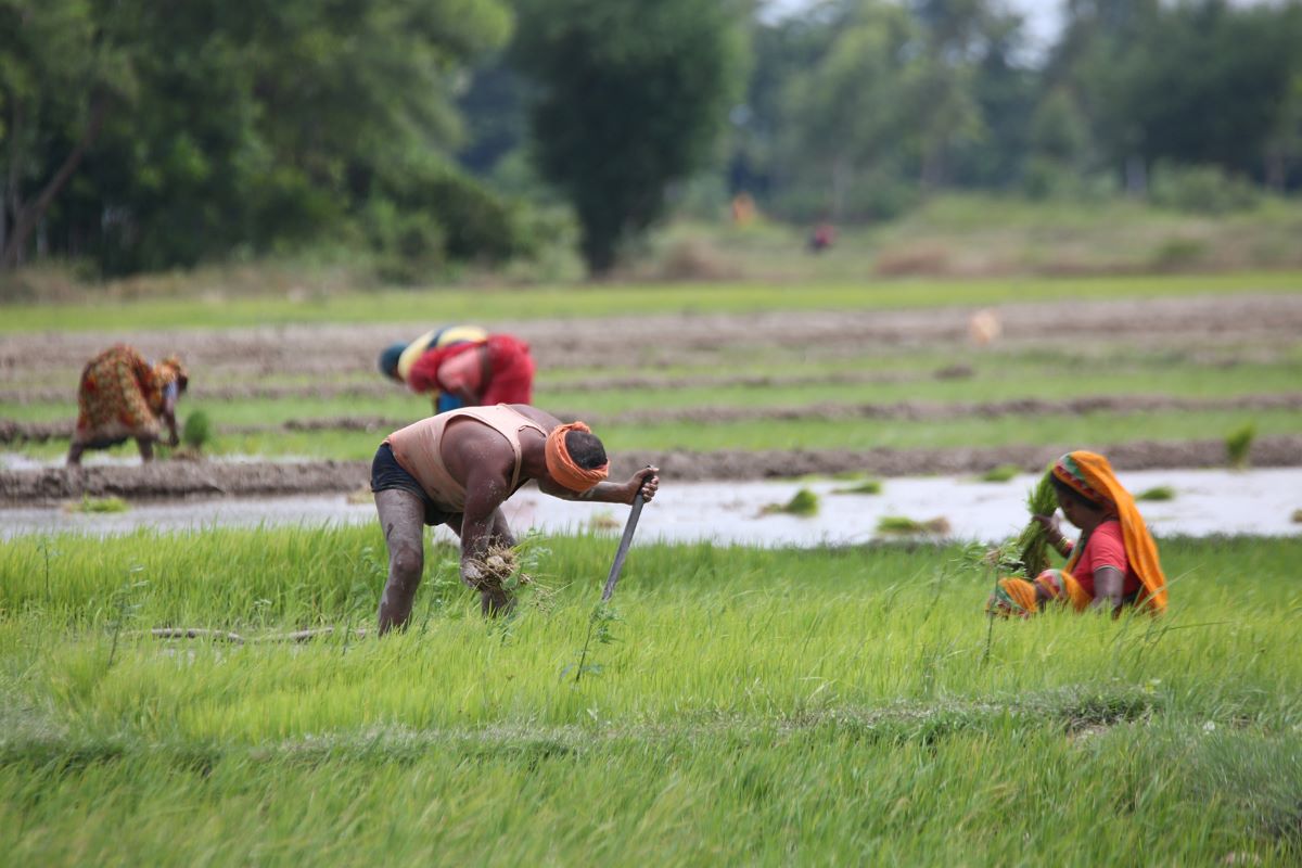 लामो समयपछि पानी पर्दा किसान हर्षित