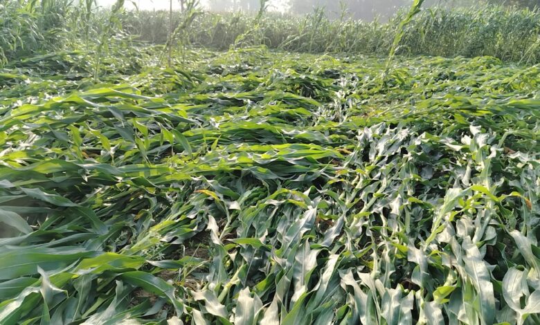 हावाहुरीले सर्लाहीमा मकै र गहुँबालीमा ठुलो क्षति, किसान चिन्तित