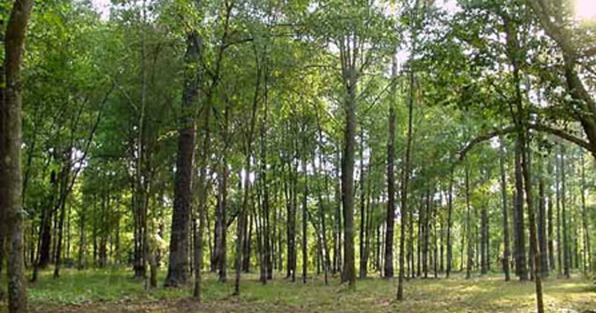 वन संरक्षणसँगै आयआर्जनमा नमुना बन्दै वातावरण मध्यवर्ती सामुदायिक वन