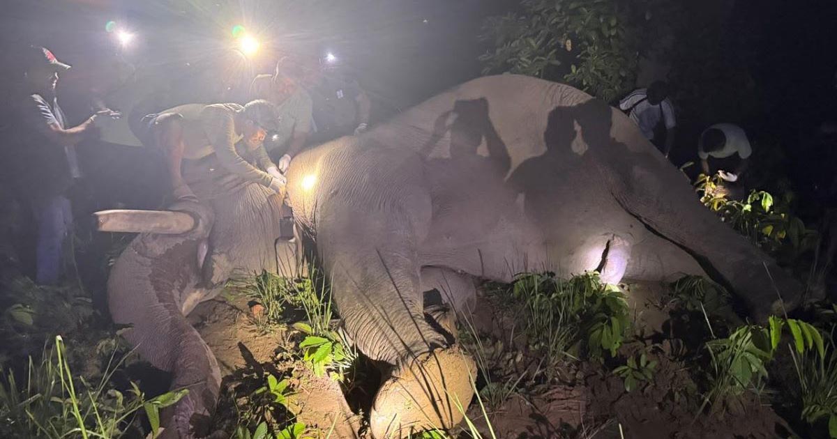 २५ जनाको ज्यान लिइसकेको ‘ध्रुवे’ हात्तीलाई दाह्रा काटेर जंगलमा छाडियो