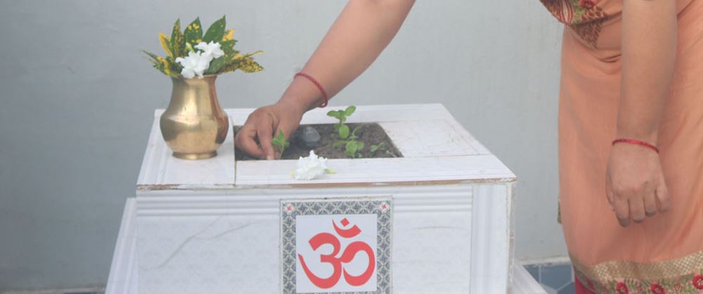 आज हरिशयनी एकादशी : तुलसीको बिरुवा सारिँदै