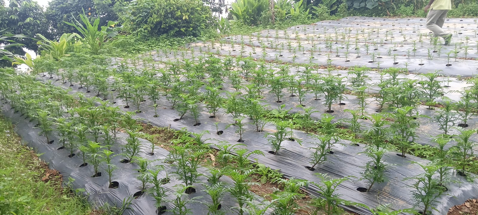 व्यावसायिक कृषि र पशुपालनतर्फ चिसापानीका युवाहरू 