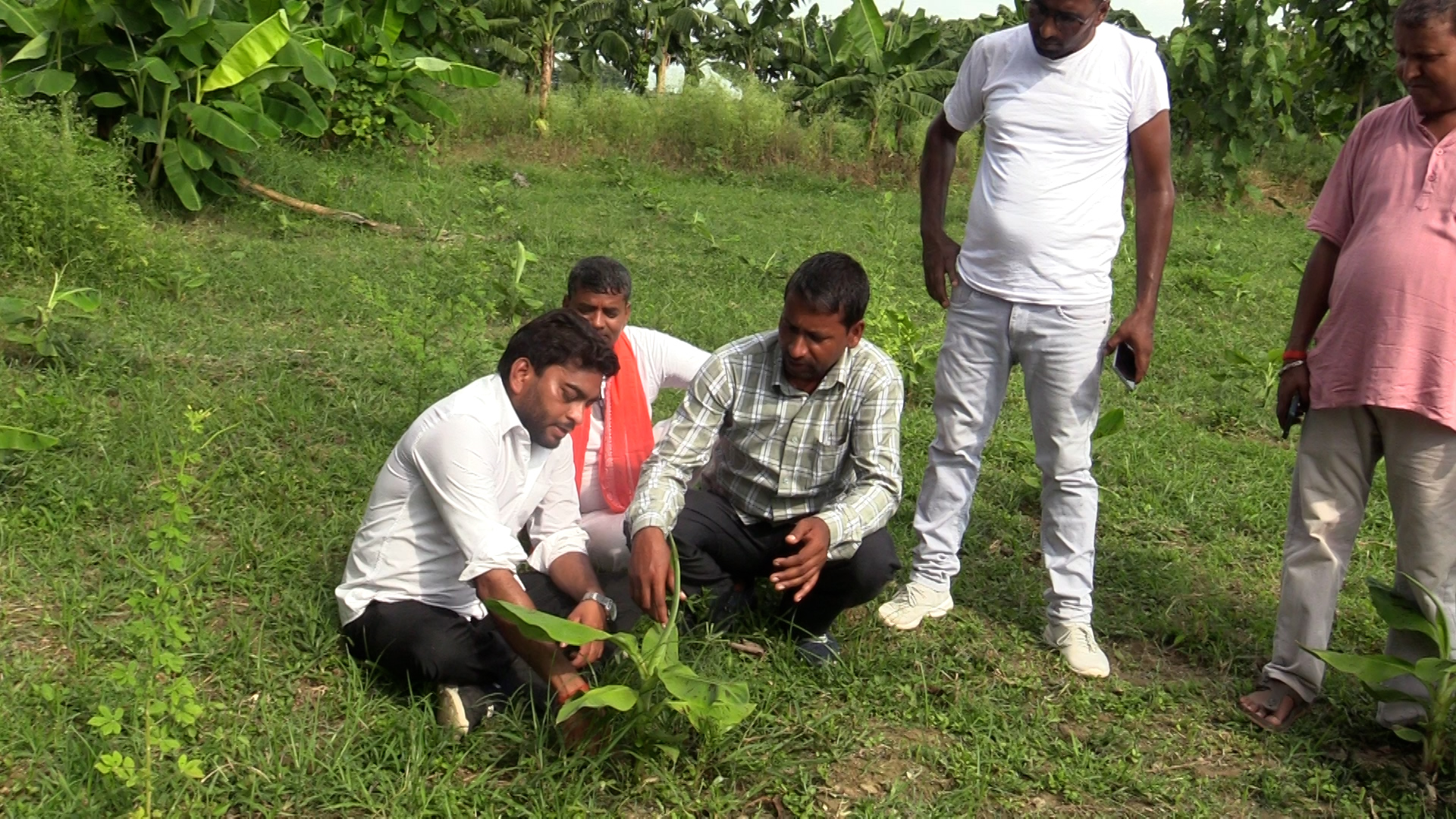 भारतीय केराको आयातमा कडाइ, नेपाली किसानमा उत्साह 