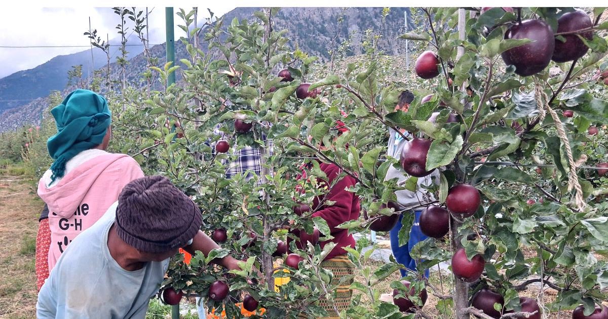 मुस्ताङमा छिटो पाक्ने स्याउ टिप्न सुरु